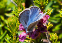 Plebejus icarioides